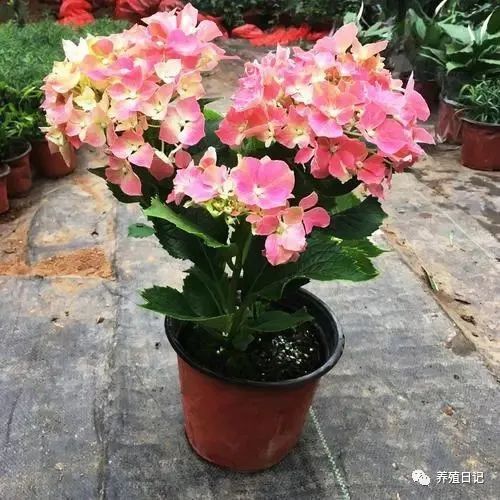  养杜鹃花不吉利，养杜鹃花不吉利，养花背后的文化含义和迷信观念--第1张