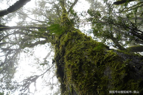  水杉，国家一级保护植物的瑰宝--第1张