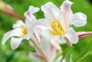  百合花的图片大全大图，美丽绽放，诠释生命之花，百合花的美，大图诠释生命之花--第1张