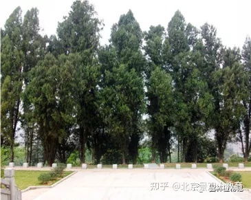  园林绿化常用乔木--第1张