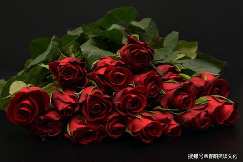  表白送玫瑰花一般送多少朵--第1张