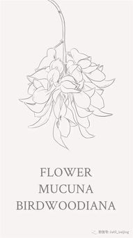  禾雀花简笔画--第1张