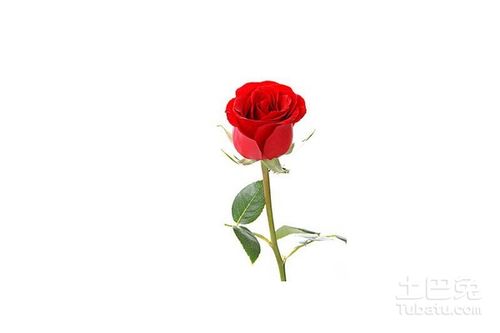  玫瑰花送几朵代表什么含义