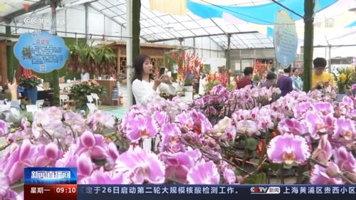  花市是指什么网站，花市是指鲜花交易平台网站。--第1张