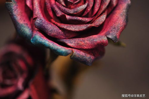  永恒之花，象征着不死和永生的花--第1张