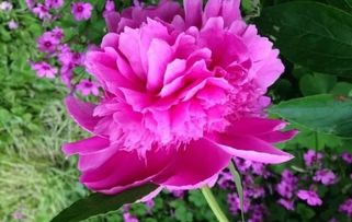  芍药花诗句——浪漫与美丽的交织，芍药花浪漫诗句，浪漫与美丽的交织--第1张