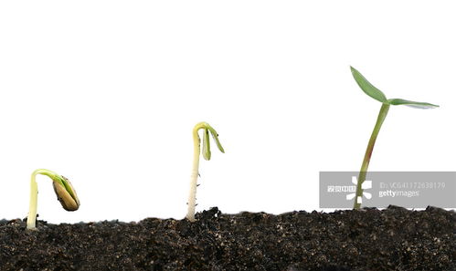  传播种子的植物有哪些，种子传播的植物有哪些--第1张
