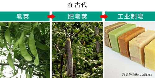  孝顺竹为什么叫孝顺竹，孝顺竹名字的由来是因为它的竹枝自然成群，竹叶层层叠叠的，形状很像孝字，又因孝字在国人心中有着特殊的地位，所以人们就把这种竹子叫做孝顺竹。--第1张