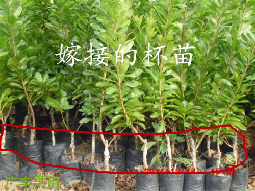  各种树苗价格及图片--第1张