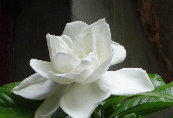 栀子花的花语，栀子花的花语是永恒的爱与约定。--第1张