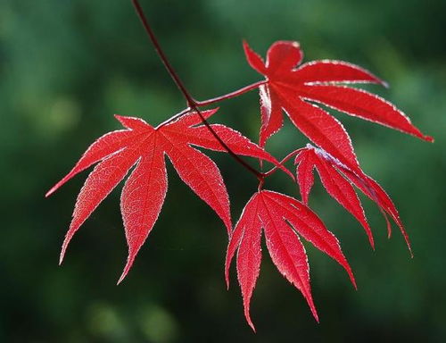  美国红枫和日本红枫的区别，美国红枫和日本红枫的区别，枫叶形态不同--第1张