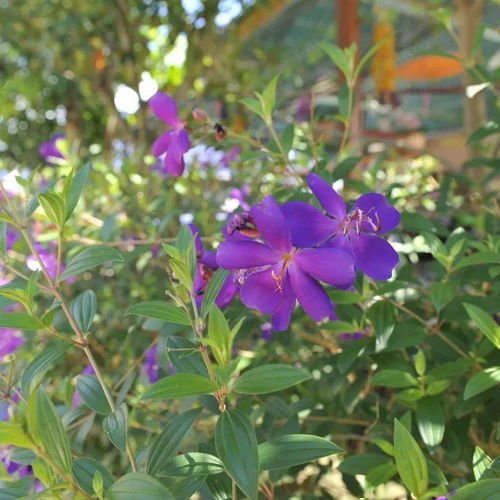  四季花开，四季花开，不同季节的美丽绽放--第1张