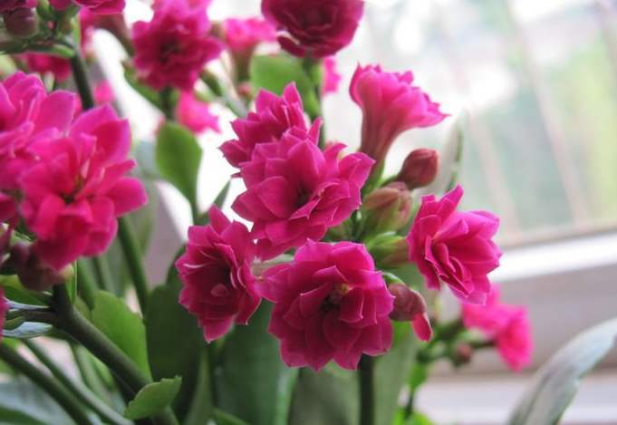  各种花的花语和象征意义，花的语言，各种花的花语、象征意义及文化内涵--第1张