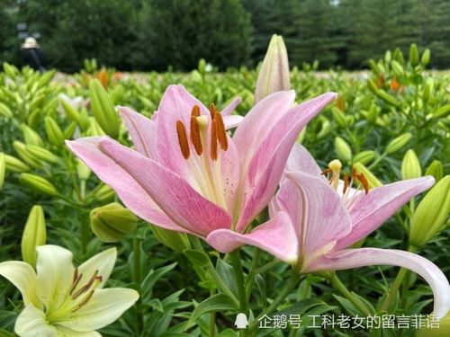 最美的百合花图片--第1张