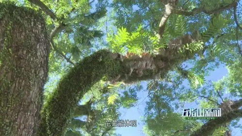  香樟——永恒的绿色记忆，香樟之永恒绿色记忆--第1张