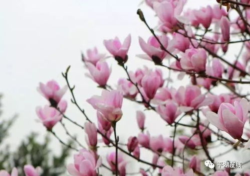 红玉兰树图片——春天的使者，自然的诗篇，红玉兰树，春天的使者，自然的诗篇的图片展示--第1张