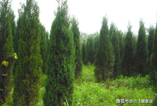  侧柏叶的功效作用与主治--第1张