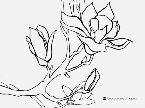  木兰花图片简笔画教程，木兰花简笔画教程--第1张