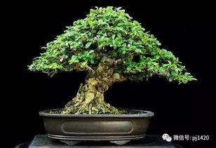  芙蓉树盆景图片大全--第1张