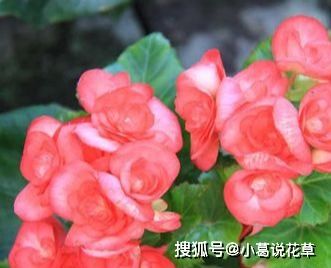  春天开什么花呢，春天开的花有迎春花、桃花、樱花、海棠花、杏花、玉兰花、牡丹花等。--第1张