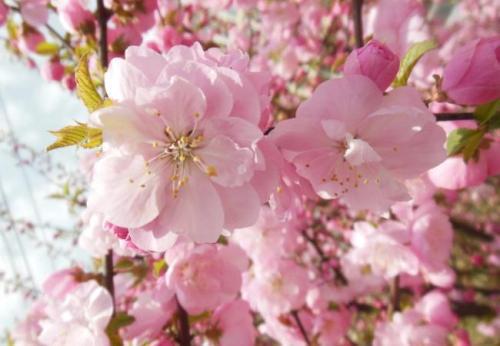 春天开的花都有什么花，春天开的花有，樱花、桃花、杏花、海棠、牡丹、芍药、玉兰花、报春花、风信子、郁金香等。--第1张