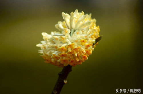  结香花的别名，结香花的别名，黄结香、打结花、十八般--第1张