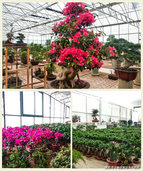  西安花卉市场批发市场，花卉爱好者的天堂--第1张