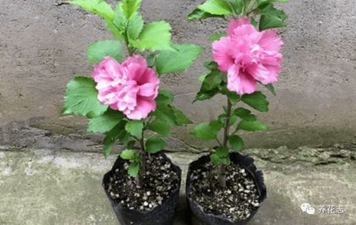  盆栽木槿花怎么养，盆栽木槿花的养护技巧--第1张