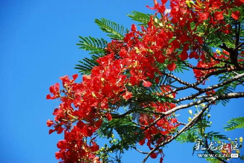  红花楹，红花楹花季绚烂，浪漫至极的观花树种--第1张