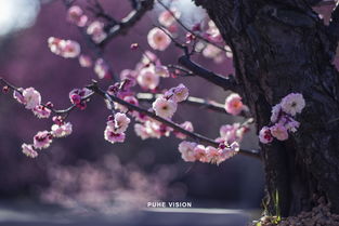  梅花的精神，梅花的精神，坚韧、高洁、傲骨--第1张