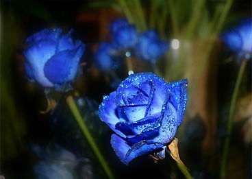  19朵蓝色妖姬的花语，永恒的爱与约定，蓝色妖姬的花语，永恒的爱与约定、相知相守--第1张