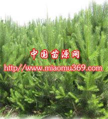  西北苗木市场苗木求购信息大全--第1张
