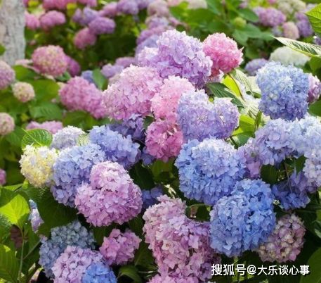  绣球花的家庭养殖方法，绣球花的家庭养殖，光照、温度与施肥技巧--第1张