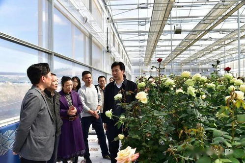  中国花卉协会秘书长，引领花卉产业发展的新动力，中国花卉协会秘书长，引领花卉产业发展的新动力之源--第1张