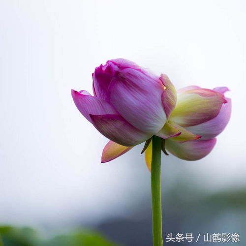  并蒂莲--第1张