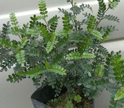  清香木会开花--第1张