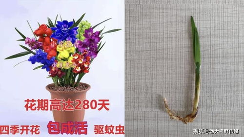  鲜花网店平台，一站式购花体验，让生活更美好--第1张