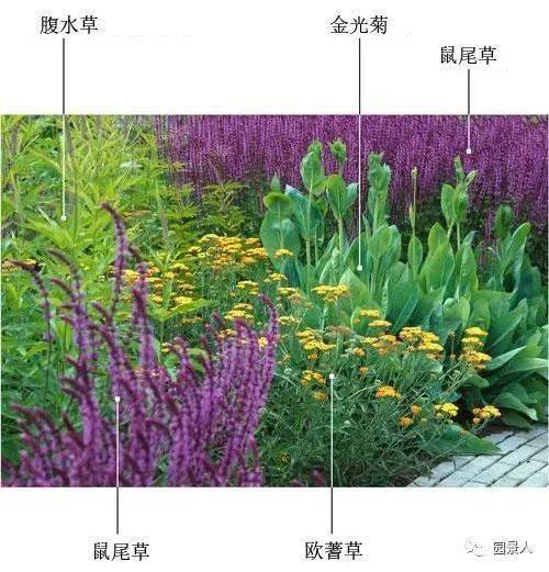  地被植物有哪些，地被植物，绿化环境，美化生活--第1张