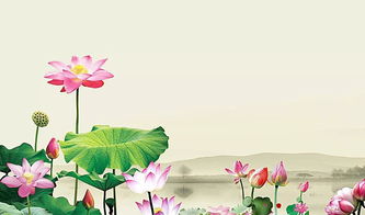  荷花图片大全大图，领略夏日池塘的美丽与宁静--第1张