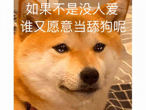  满天星为什么叫舔狗花，为何被称为舔狗花--第1张