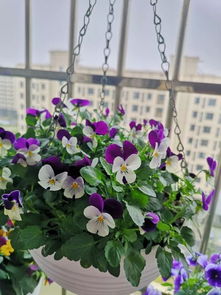  三色堇和角堇的区别，三色堇和角堇的花色、株型、耐寒性及养护方法的区别。--第1张