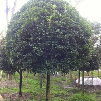  桂花树价格网——选购桂花树的专业平台，桂花树价格网——购买桂花树的专业平台--第1张