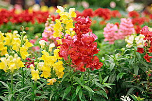  金鱼草的花语寓意，金鱼草的花语寓意为活泼、高贵、神秘。--第1张