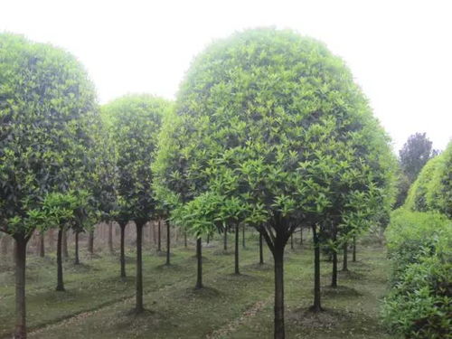  采购苗木，从选择到实施的关键步骤，采购苗木，从选择到实施的关键步骤与注意事项--第1张