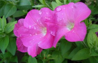  牵牛花的花语、寓意与诗--第1张
