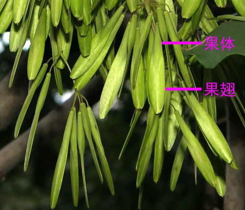  白蜡树开花吗--第1张