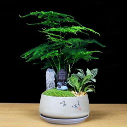  文竹浇水频率的正确答案--第1张