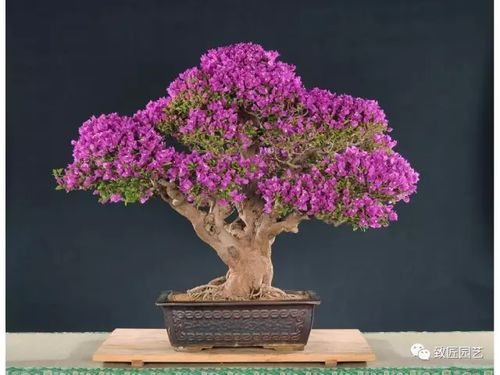  七里香花盆景图片欣赏，打造自然之美，七里香花盆景图片欣赏，打造自然之美的绝佳选择--第1张