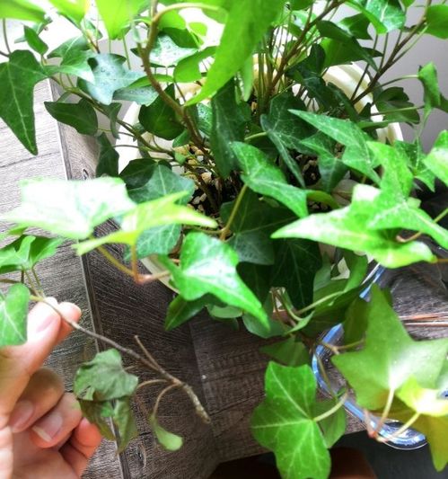 最耐阴的十大漂亮植物--第1张