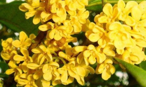  名贵桂花品种排名，名贵桂花品种排名之十大桂花品种推荐--第1张